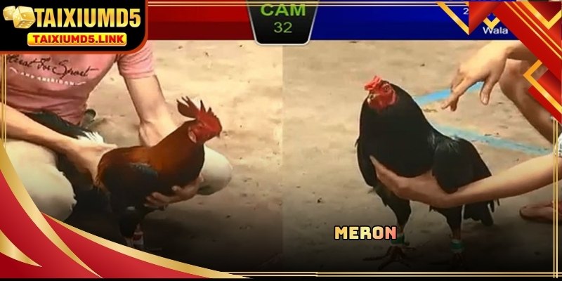 Đặt cược kèo Meron với tỷ lệ thắng cực cao tại trường gà nổi tiếng